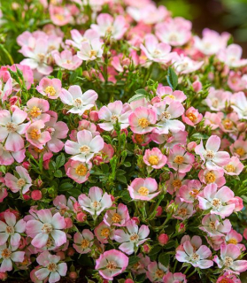 Rosa 'Cutie Pie' ® 2 lit.